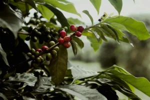 Shade-Grown Coffee