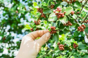 Sustainable Coffee Farming