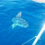 09-02-14-ocean-sunfish.jpg