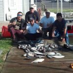 10-25-14-sea-bass-triggerfish-bluefish.jpg