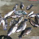06-11-10-tog-and-sea-bass.jpg