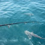 shark-drifting.jpg