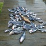 05-30-12-sea-bass-and-cod.jpg
