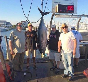 Boss Hogg 26 sea bass, 16 tiles 185 bigeye