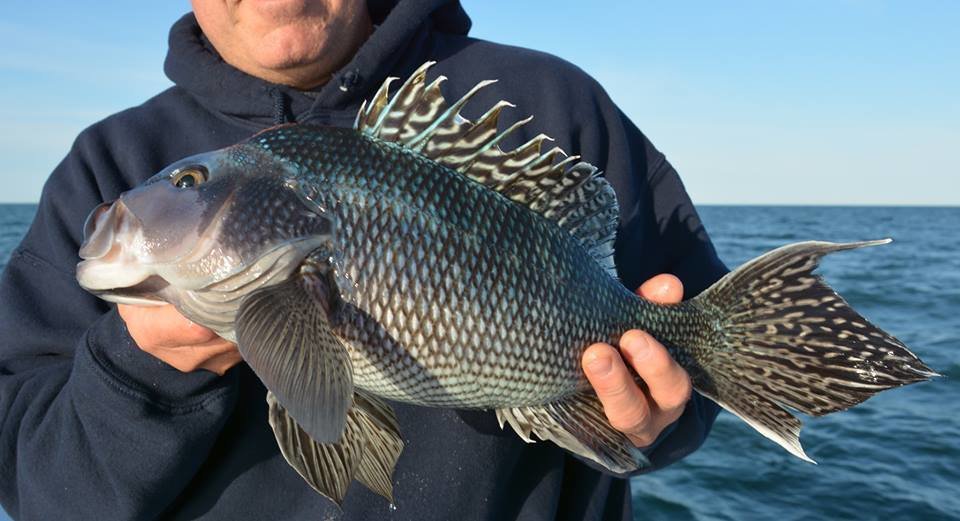 Opening of Maryland Sea Bass