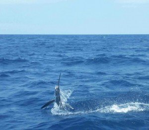 Rhonda's Osprey White Marlin