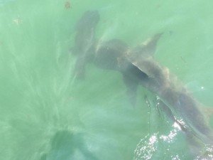 11008443_10153482878986520_7908681205827445949_n