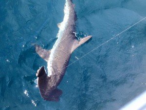 11251118_10205885640597733_5560719193948557667_n