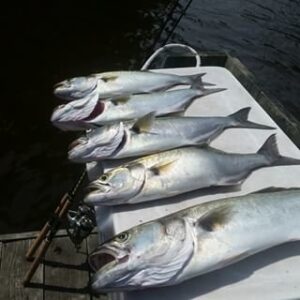 11378183_993815204095581_458177721_n