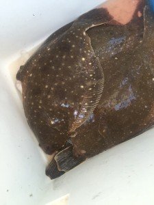 11701126_1628966190717109_4541853895834738395_n