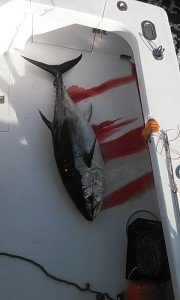 White Lightning 7:13 evening 220 bigeye