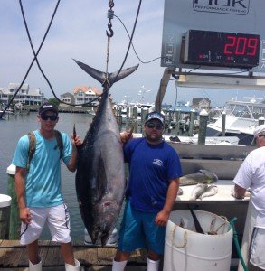 My cin bigeye 7:12 209