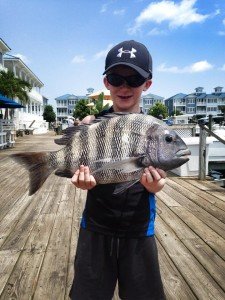 OC Guide 7:7 Sheepshead