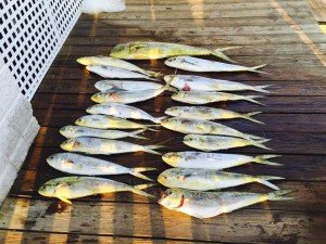 11924905_455943101251702_7143261715456877309_n