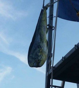 11813446_1002178909815941_8778335055935858114_n