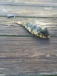 12046818_900202466701192_8791541021750955663_n