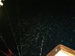 11986964_494843027358013_5094878352871214237_n