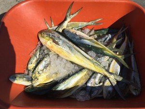 11223592_508742465968069_4024927708686623747_n