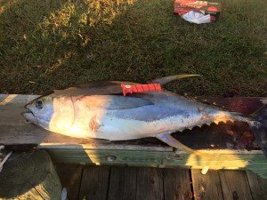 12096631_10206667856592644_5436086888809202537_n