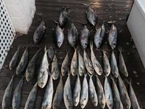 12109085_10205443980602393_8350467388109010131_n