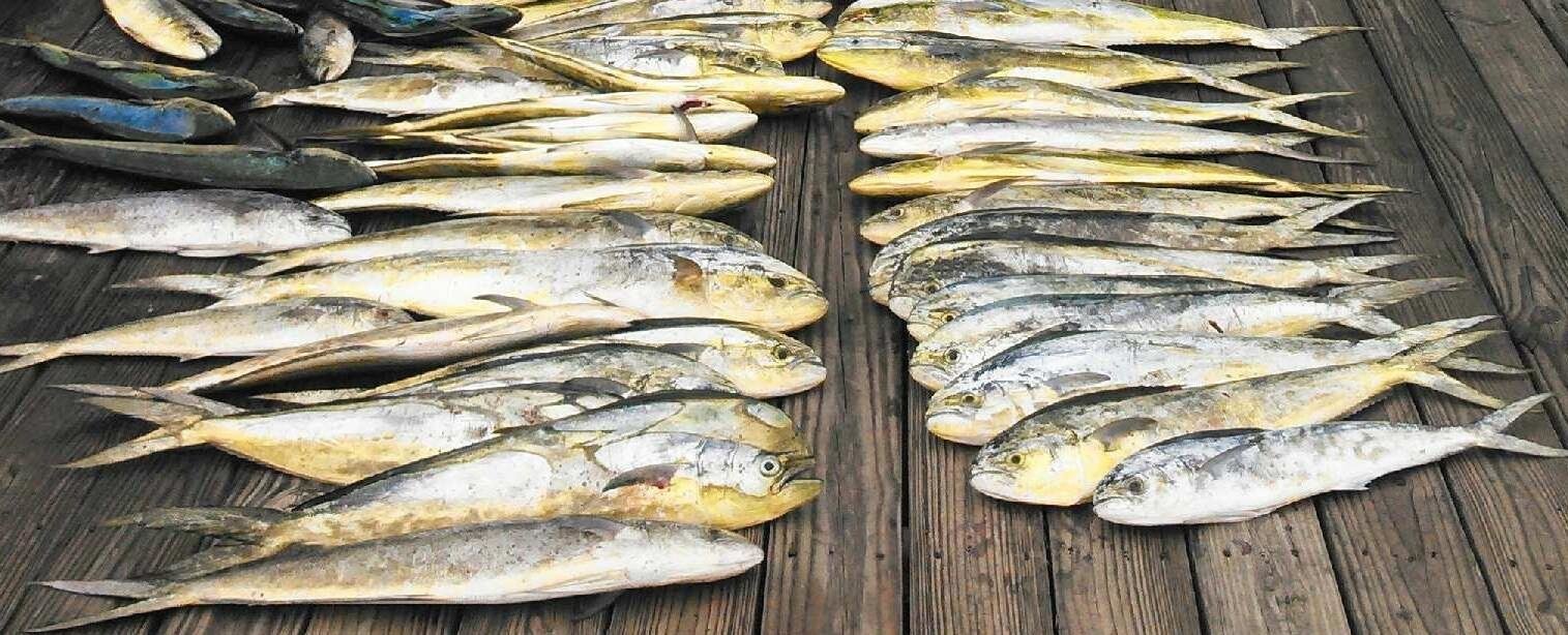 Calmer Seas and Loads of Mahi