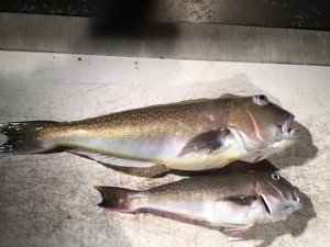 12193399_477416279104384_2684055982135682842_n