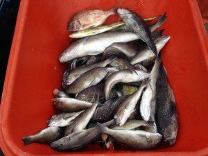 11231266_514260682082914_6471349449402675189_n