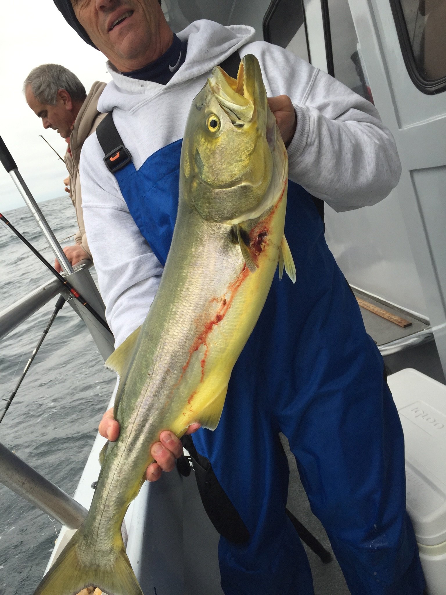 1 Fish, 2 Fish, Yellowfish, Bluefish?