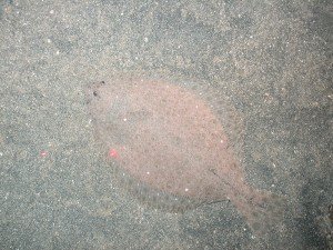 [#Beginning of Shooting Data Section] Nikon COOLPIX995 Focal Length: 8.2mm White Balance: Auto Digital Zoom Ratio: 1.00 2012/07/15 15:32:49 Exposure Mode: Shutter Priority AF Mode: AF-C Saturation comp: 0 JPEG (8-bit) Fine Metering Mode: Multi-Pattern Tone Comp: Auto Sharpening: Auto Image Size: 2048 x 1536 1/125 sec - F/2.6 Flash Sync Mode: Front Curtain Noise Reduction: OFF Color Exposure Comp.: 0 EV ConverterLens: None Sensitivity: Auto [#End of Shooting Data Section]