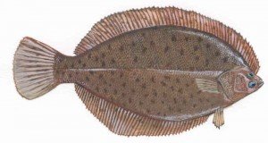 winter-flounder