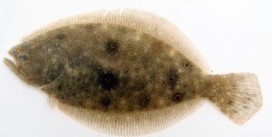 Summer Flounder_ Currituck Sound_ 7-6-09_ NT