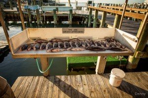 12631309_947635991958987_6605556853284301670_n