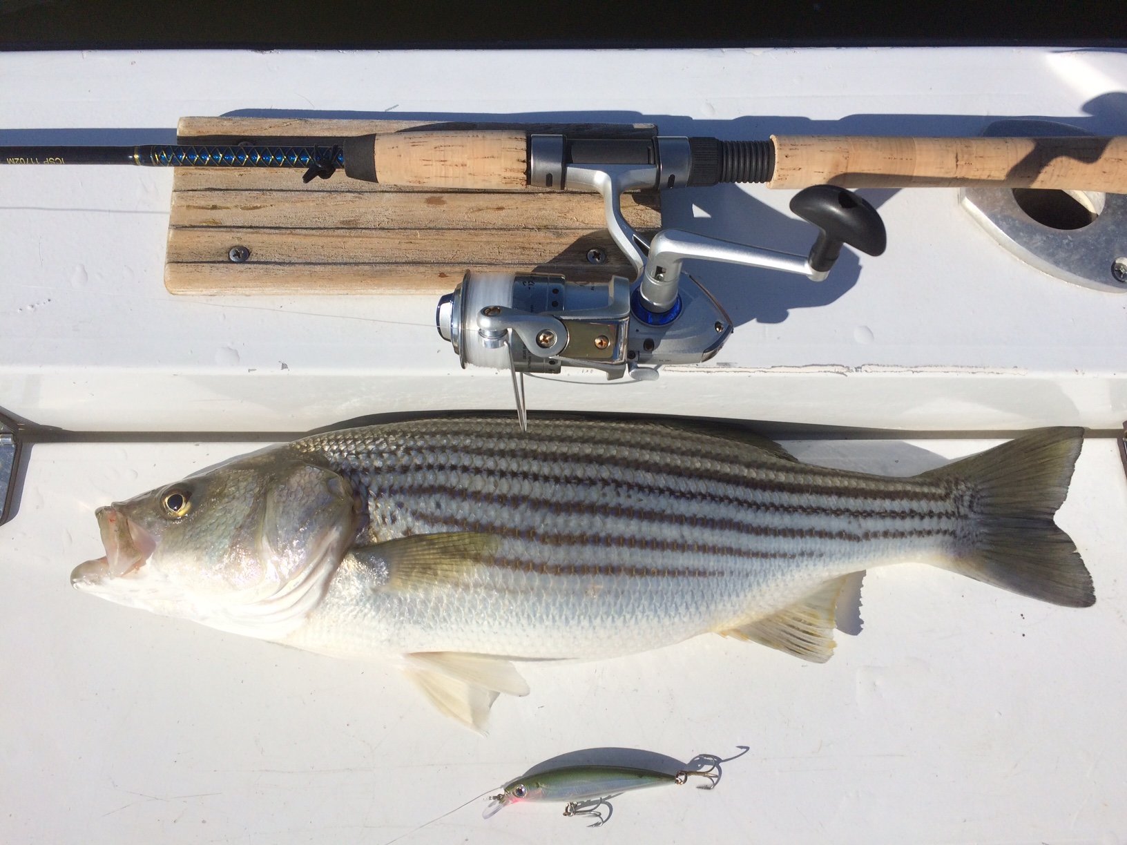 First Spring Rockfish