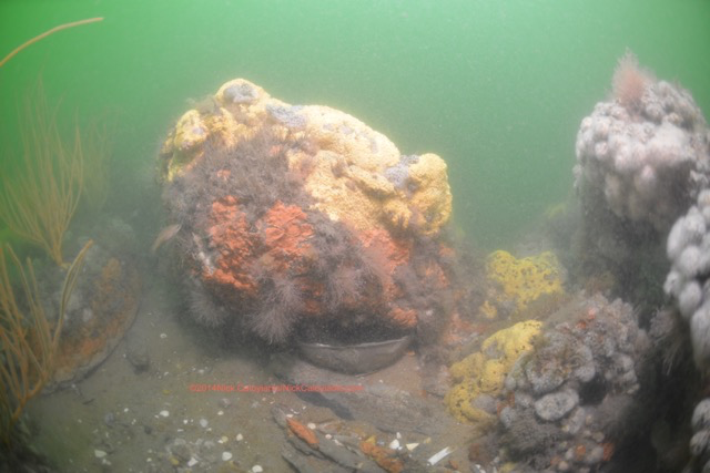 Morning Star Fish Report