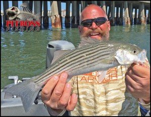 13041213_483759001834614_8702167233525896931_o