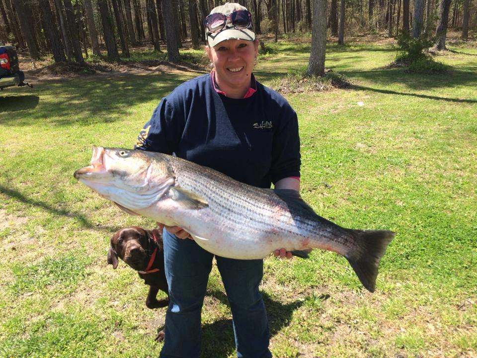 Rockfish, Bluefish and Flounder