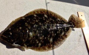 13010822_10208814571952832_5874213447715717883_n