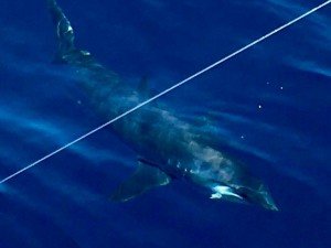 13315715_642940299193846_4611780628092879800_n