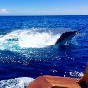 13226766_10153702318981448_5519112976236257206_n