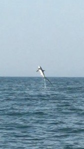 13244852_1069285786450691_3569992859679060581_n