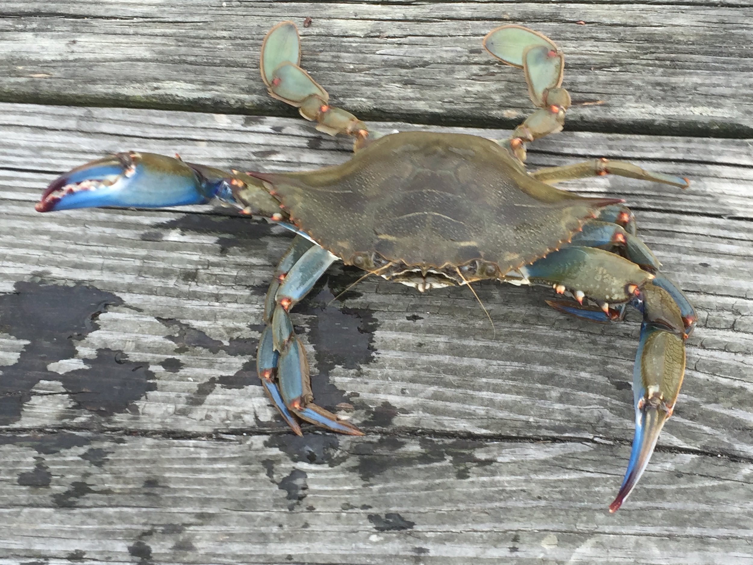 Crabbin’