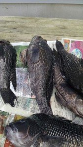 13281965_972148309572465_542376003_n