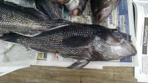 13262150_972148312905798_1026895762_o