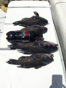 13233092_1733547403530109_4587081417656657313_n