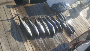 13239346_1609039029411810_1966019463253990843_n