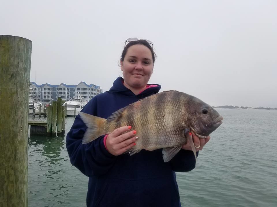 10 Pound Sheepshead