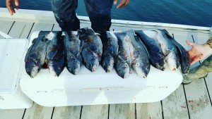 IMG952016051095195427