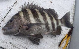 13151694_10208933862655025_1396537720250005308_n