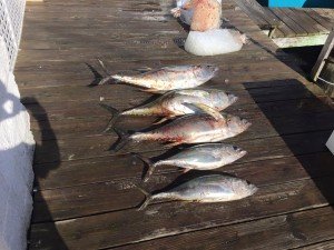 13501931_574307782748566_1186380226810786916_n