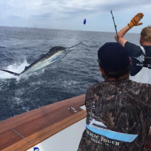 13510874_1004093952973818_1733819063488397333_n-1